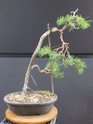 Scots Pine - Pinus Sylvestris 48-20211