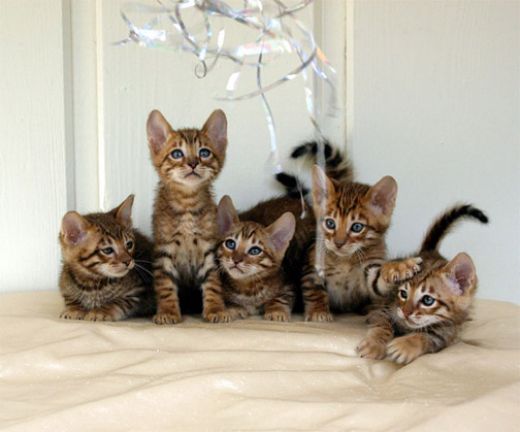 All your pics are belong to us! Toyger10