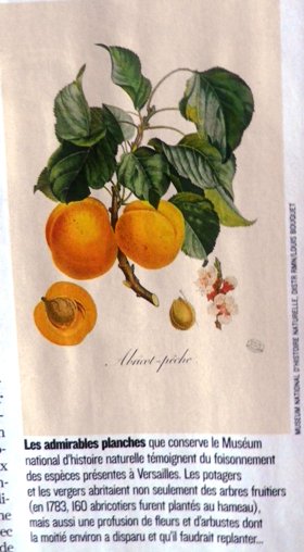 L'herbier de Marie-Antoinette  - Page 2 Imgp0321