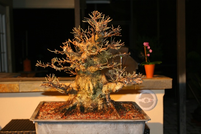 Ficus kinmen progression  Chengf11