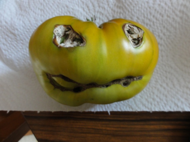 Quelques tomates du jardin ! Dsc07612