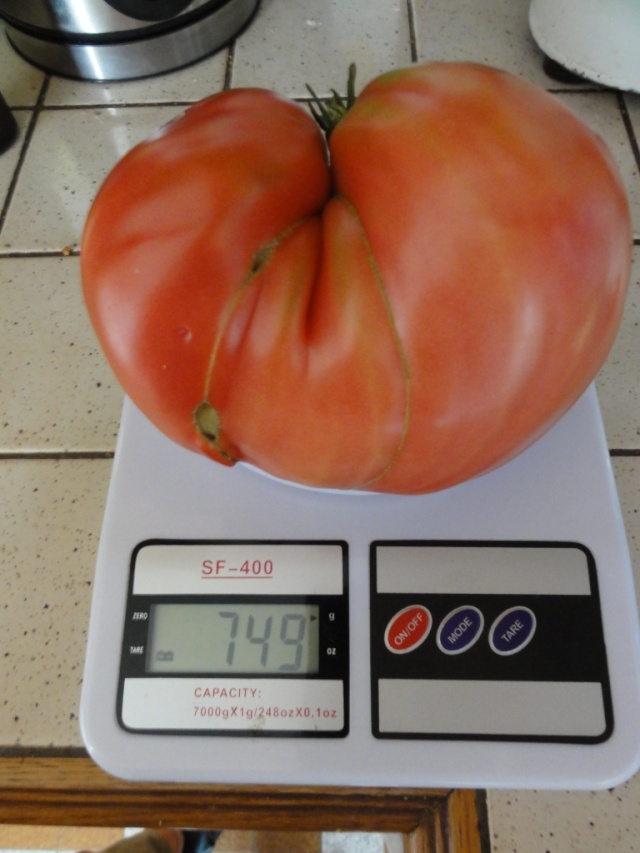 Quelques  tomates    du  jardin  ! Dsc07615