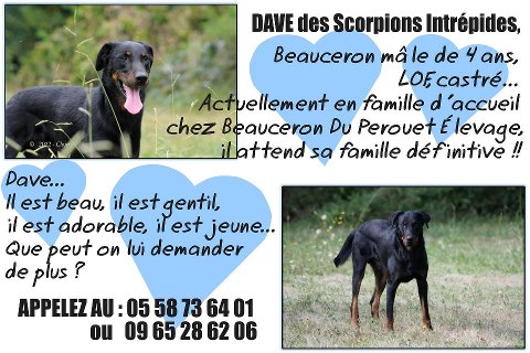 [DCD] DAVE des Scorpions Intrépides - Page 4 52757212