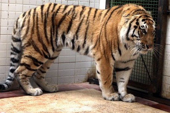 zoologie zoo de téhéran massacre tigre de sibérie morve immunodéficience féline Mazandaran tigre de l'Amour Panthera tigris altaica