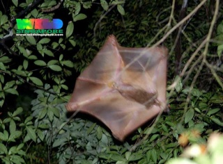 Cryptozoologie Galeopterus variegatus zoologie ahool cryptide volant colugo lemur volant indonésie java créature inconnue singe volant forum