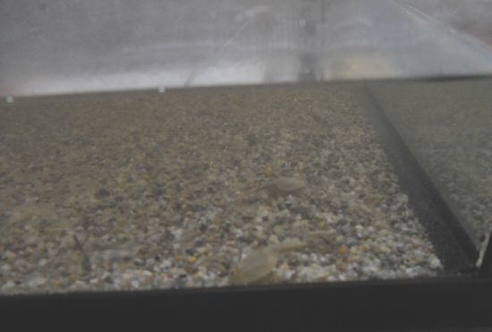 zoologie élevage triops longicaudatus éleveur évolution espèce panchronique