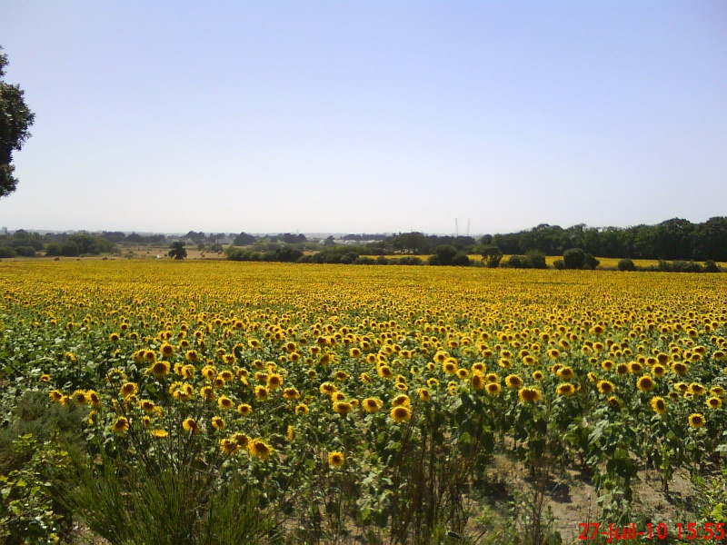 Champs de tournesol sous un soleil estivale !!! Dsc00910