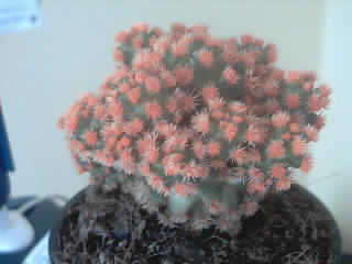 Un cactus tutto arancione Cactus10