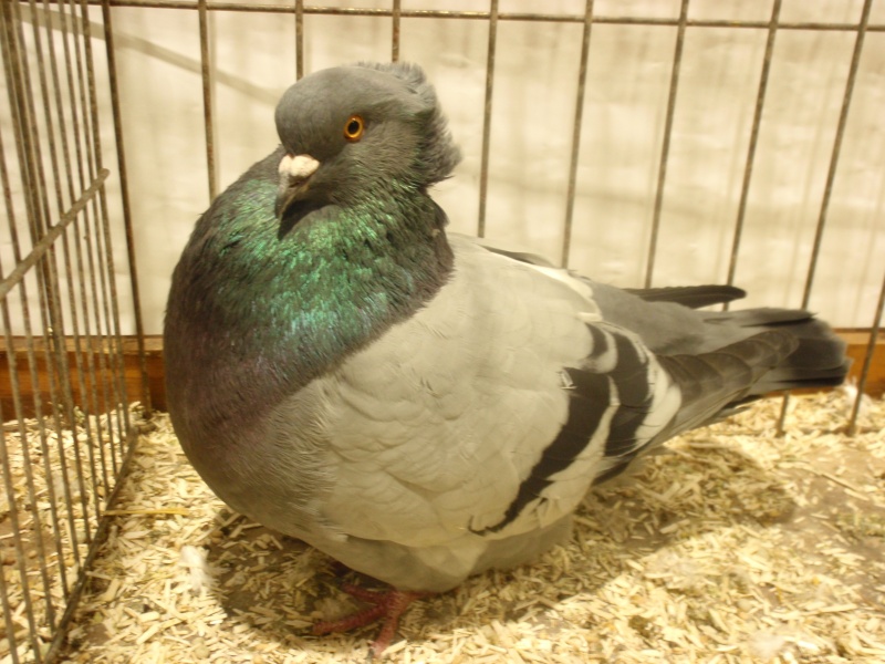 Photo de vos plus beaux pigeons Pb070914