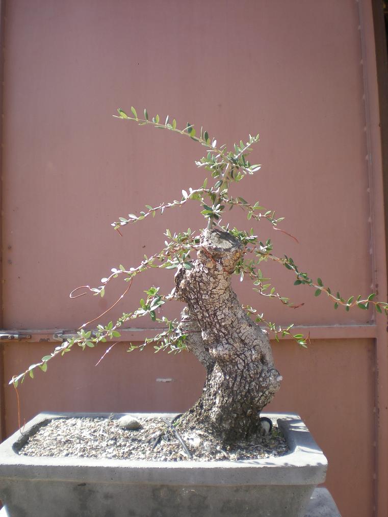 Acebuche yamadori K18