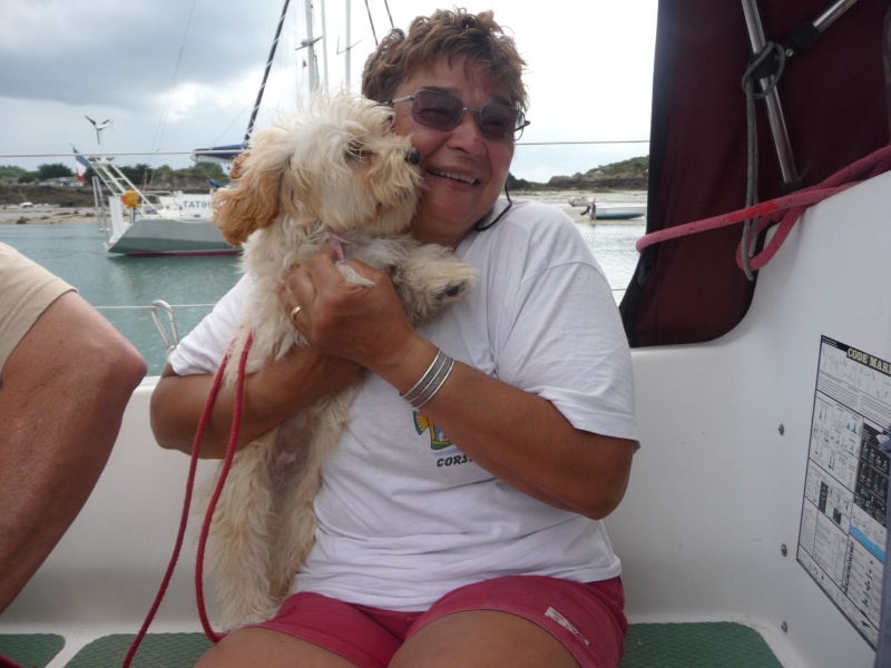 * HONEY, croisée bichon Havanais, 2 mois - F Chause11