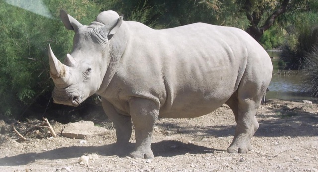 Monture de iwa Rhinoc10