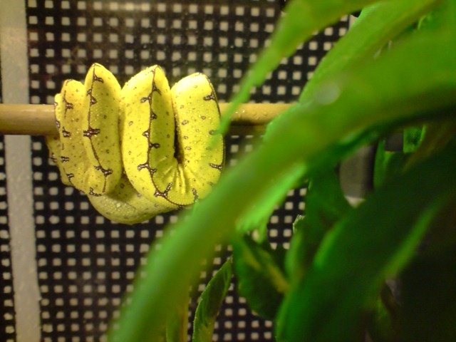 Morelia viridis P0109112