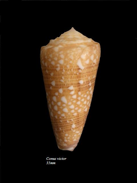 Conus (Eugeniconus) victor (Broderip, 1842)  -  Et ses formes Conus_10