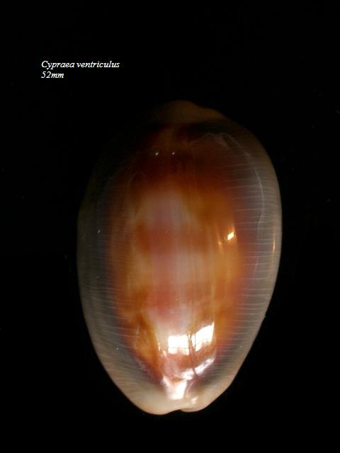 ventriculus - Lyncina ventriculus (Lamarck, 1810) Cyprae11