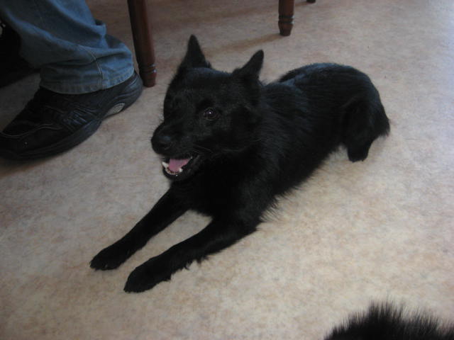 mes Schipperke  Img_3110