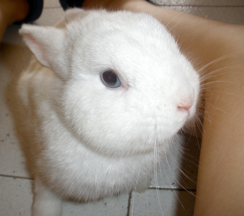 Babysitting bunnies :)  (pic heavy) P7080010
