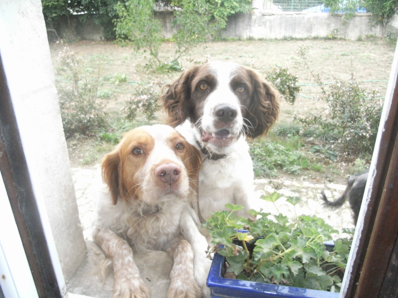 MALE - 8 ans - epagneul breton - blanc et marron Saxo10