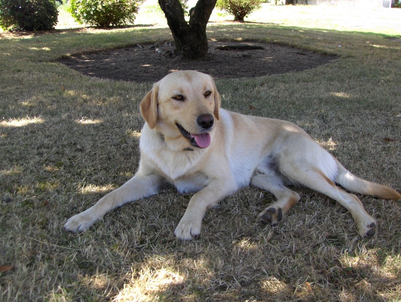 MALE - 2 ans - labrador - sable Tito110