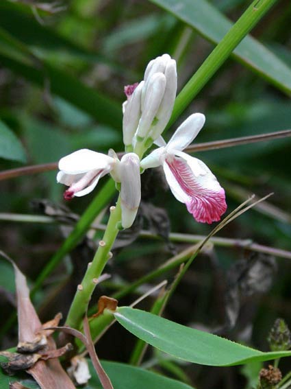 Alpinia officinarum - petit galanga Alpini10