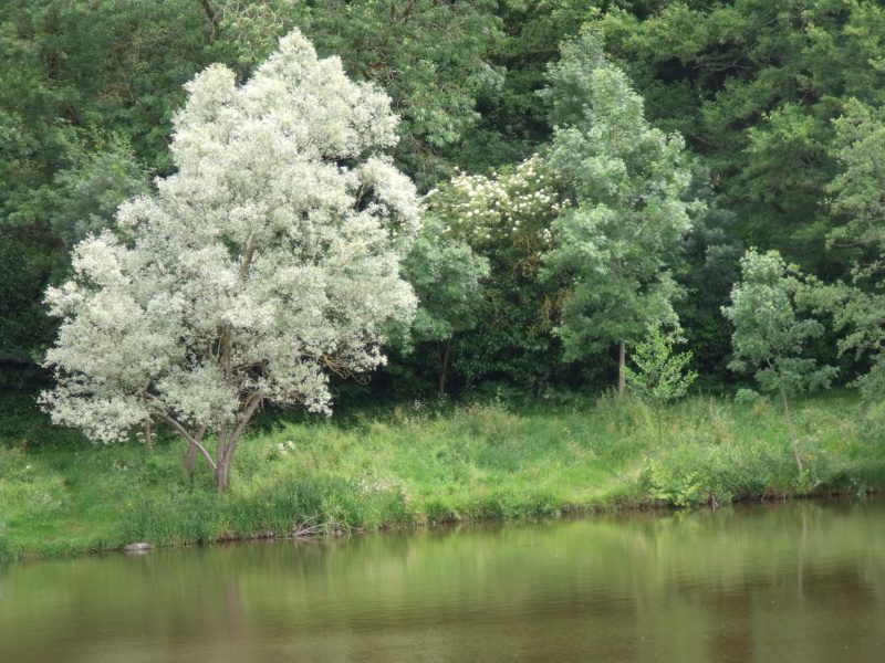 Salix alba ' Liempde' [Identification ] Arbre_10