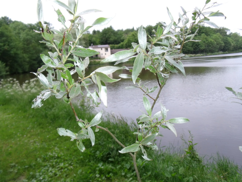Salix alba ' Liempde' [Identification ] Arbre_11