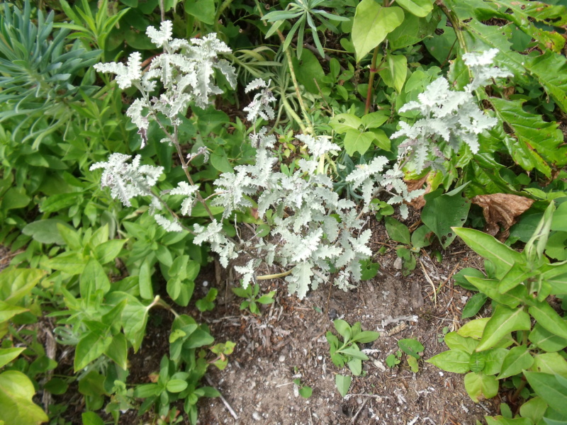 Buddleja glomerata Buddle10