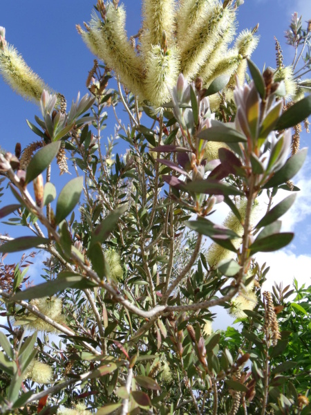 Callistemon - le genre - Page 2 Callis13