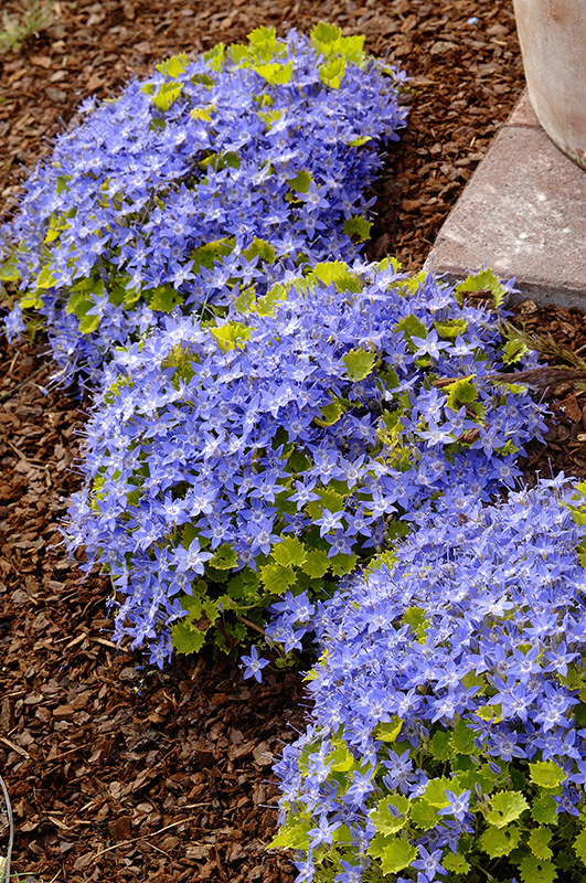 Campanula garganica 'Dicksons Gold' Campan10