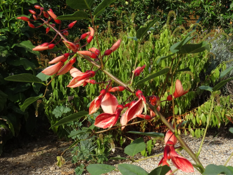 Erythrina crista-galli - Page 6 E_cris11