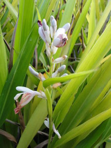 Alpinia officinarum - petit galanga Grand_10