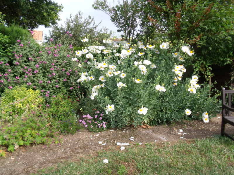Romneya coulteri - Page 3 Romney13