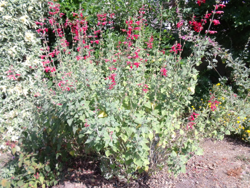 Salvia darcyi Salvia10