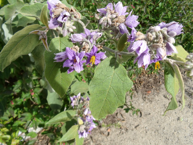 Identification d'un Solanum Solanu14