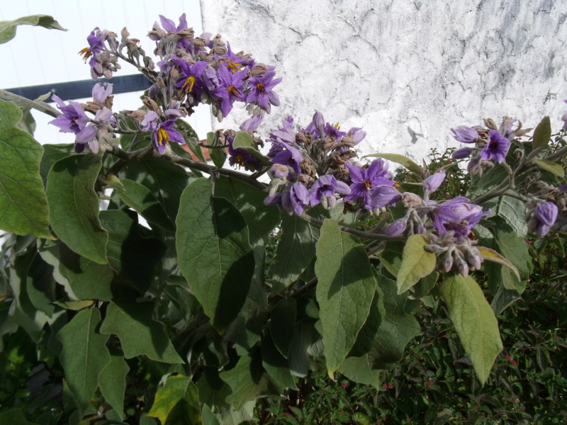 Identification d'un Solanum Solanu15