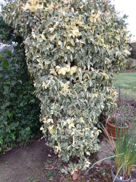 Trachelospermum jasminoides - faux jasmin étoilé Trache10