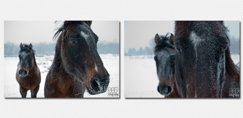 Chevaux dans la neige Cheval10