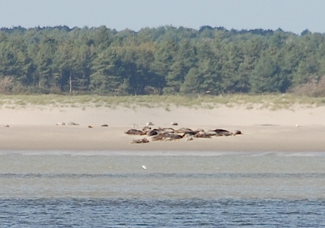 une journée en baie de Somme 29 septembre 2012 Dsc_0249