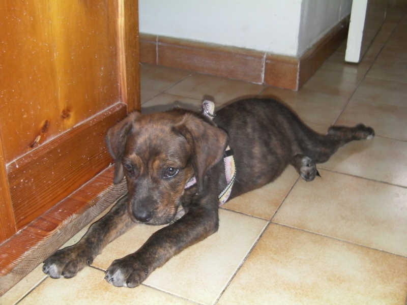 Flagg chiot mâle X boxer Adopté Sany0016