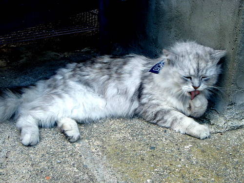 Concours photo Septembre 2010 [Chat & toilette]| CLOS S2010043