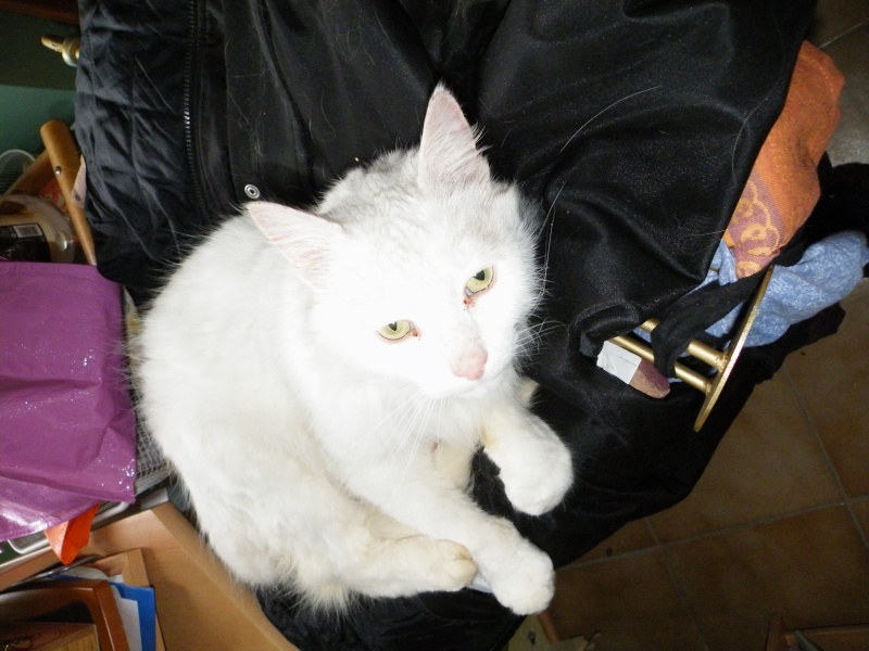chat mâle blanc de 2 ou 3 ans, castré, avec collier portant l'inscription Figaro Dscf6726