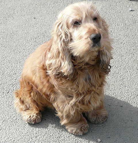 STAN, cocker mâle de 9 ans (dep 29)  Max11