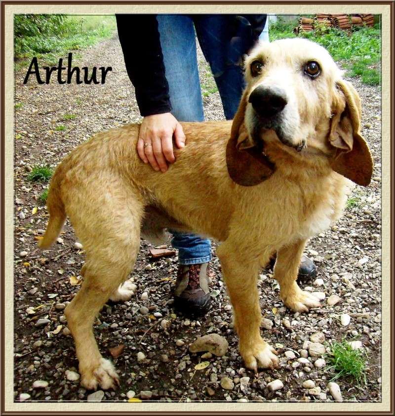ARTHUR, papy-griffon  de 9 ans au refuge des Bérauds de Romans (26) Arthur11