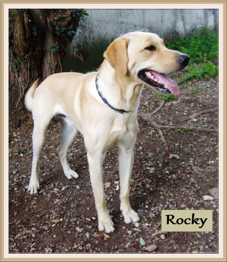 ROCKY, 15 mois, abandonné au Refuge des Bérauds, Romans (26) Rocky_11