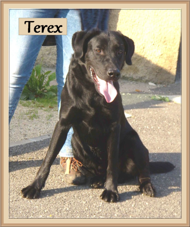 TEREX, 1 an 1/2 très beau  labrador au refuge des Bérauds, Romans, 26 Terex_11