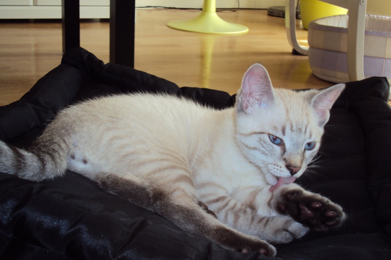 Figaro (chaton né fin avril 2010) Dsc01213