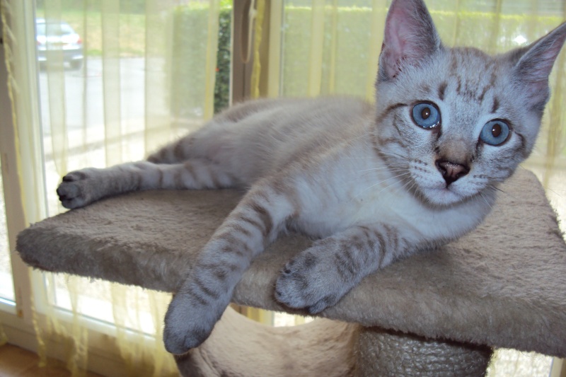 Figaro (chaton né fin avril 2010) Dsc01221