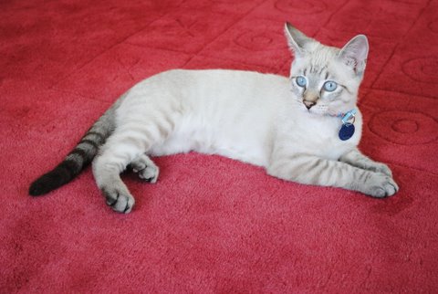 Figaro (chaton né fin avril 2010) Dsc_0111