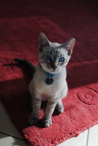Figaro (chaton né fin avril 2010) Dsc_0112