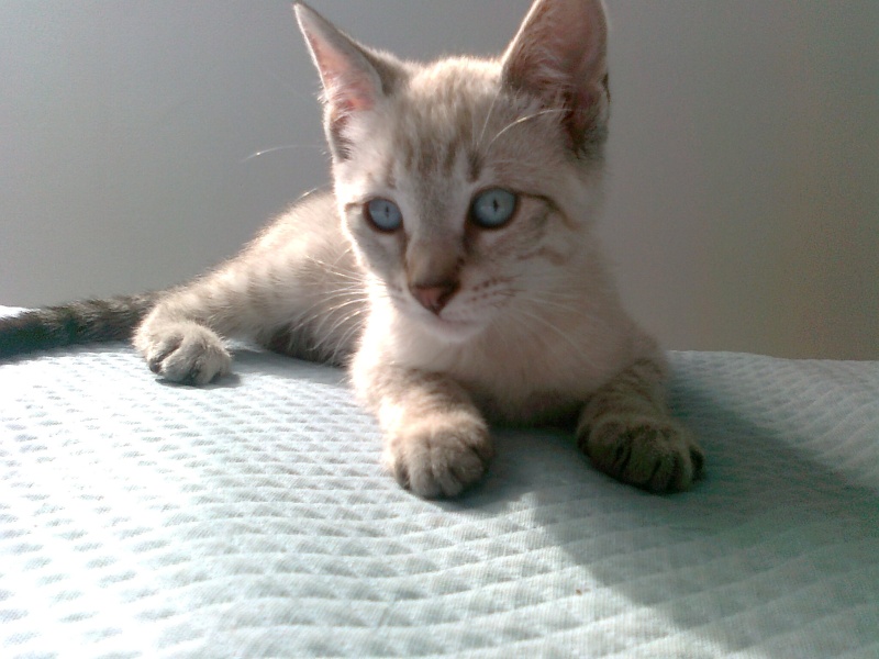 Figaro (chaton né fin avril 2010) Photo017
